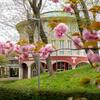 Kyoto will serve as the central location for the Honors Program in Japan.