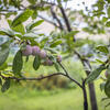 The tree of 40 fruit planted outside of Tyler School of Art and Architecture on Temple's Main Campus