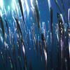 Plants swaying in the water at the bottom of the ocean