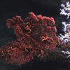 Red and white coral at the bottom of the ocean