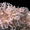 deep sea coral