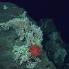 deep sea corals in the Phoenix Islands