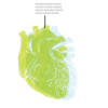 A block print of the human heart using green and yellow ink