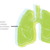 A block print of human lungs