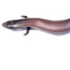 A skinny lizard with a long, dark tail.